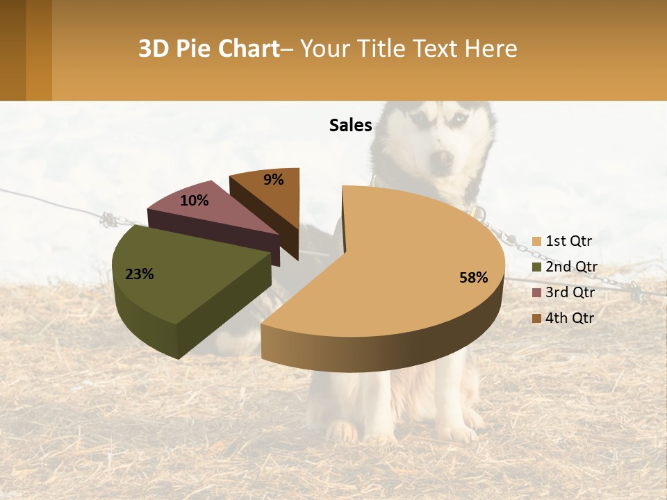 A Husky Dog Is Tied To A Chain PowerPoint Template