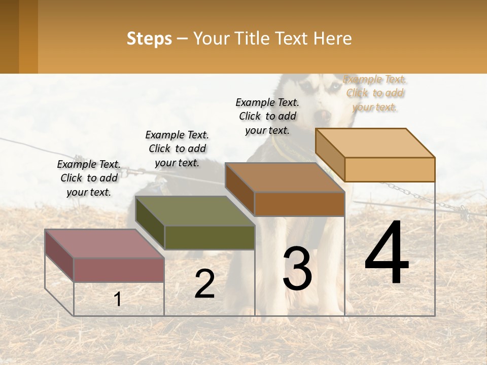 A Husky Dog Is Tied To A Chain PowerPoint Template