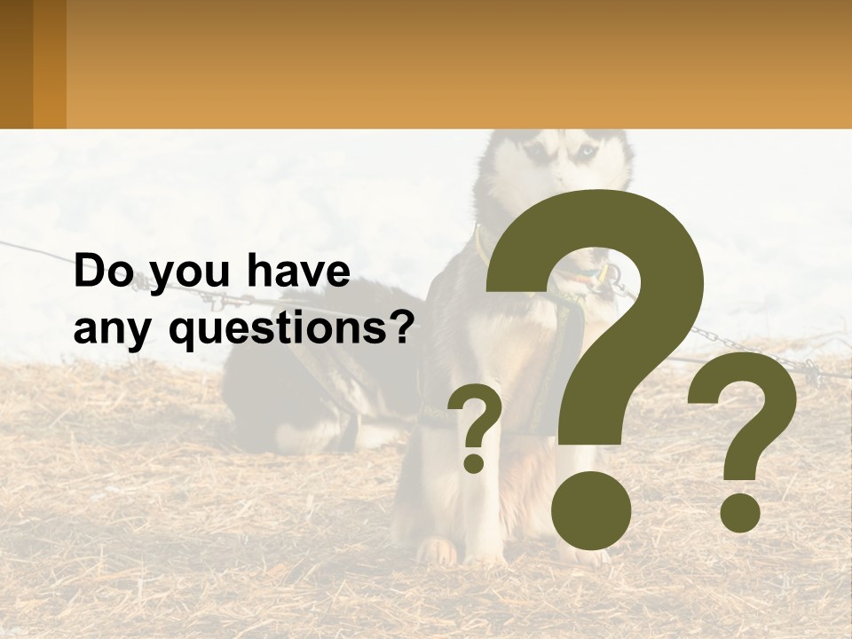 A Husky Dog Is Tied To A Chain PowerPoint Template