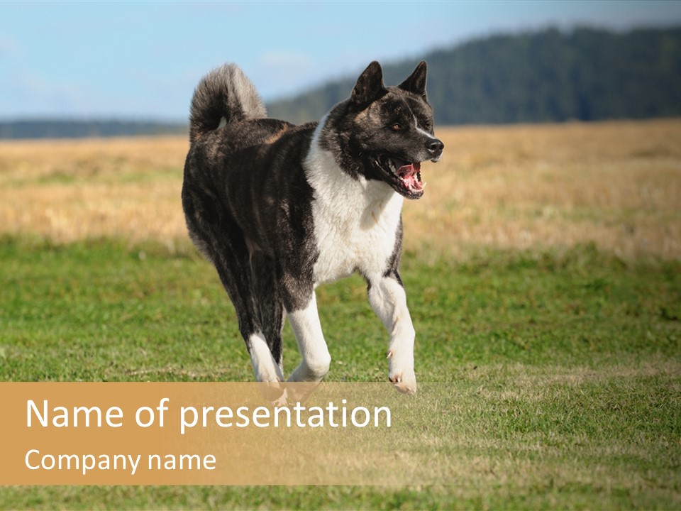 A Black And White Dog Running Across A Field PowerPoint Template