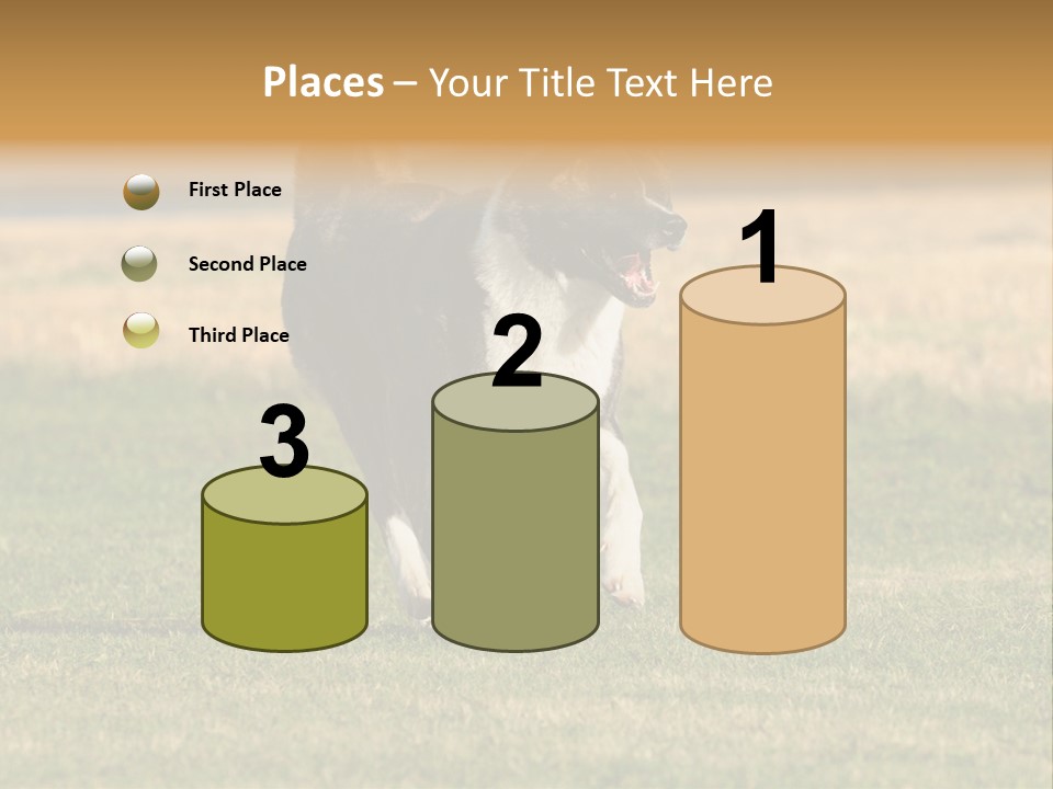 A Black And White Dog Running Across A Field PowerPoint Template