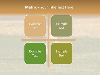 A Black And White Dog Running Across A Field PowerPoint Template