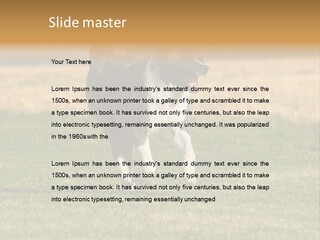 A Black And White Dog Running Across A Field PowerPoint Template