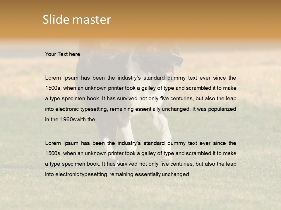 A Black And White Dog Running Across A Field PowerPoint Template