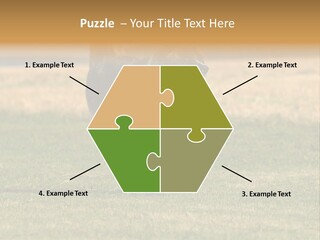 A Black And White Dog Running Across A Field PowerPoint Template