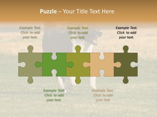 A Black And White Dog Running Across A Field PowerPoint Template