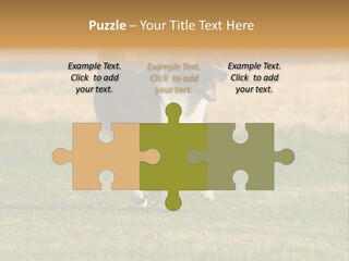 A Black And White Dog Running Across A Field PowerPoint Template