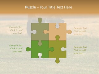 A Black And White Dog Running Across A Field PowerPoint Template