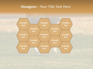 A Black And White Dog Running Across A Field PowerPoint Template