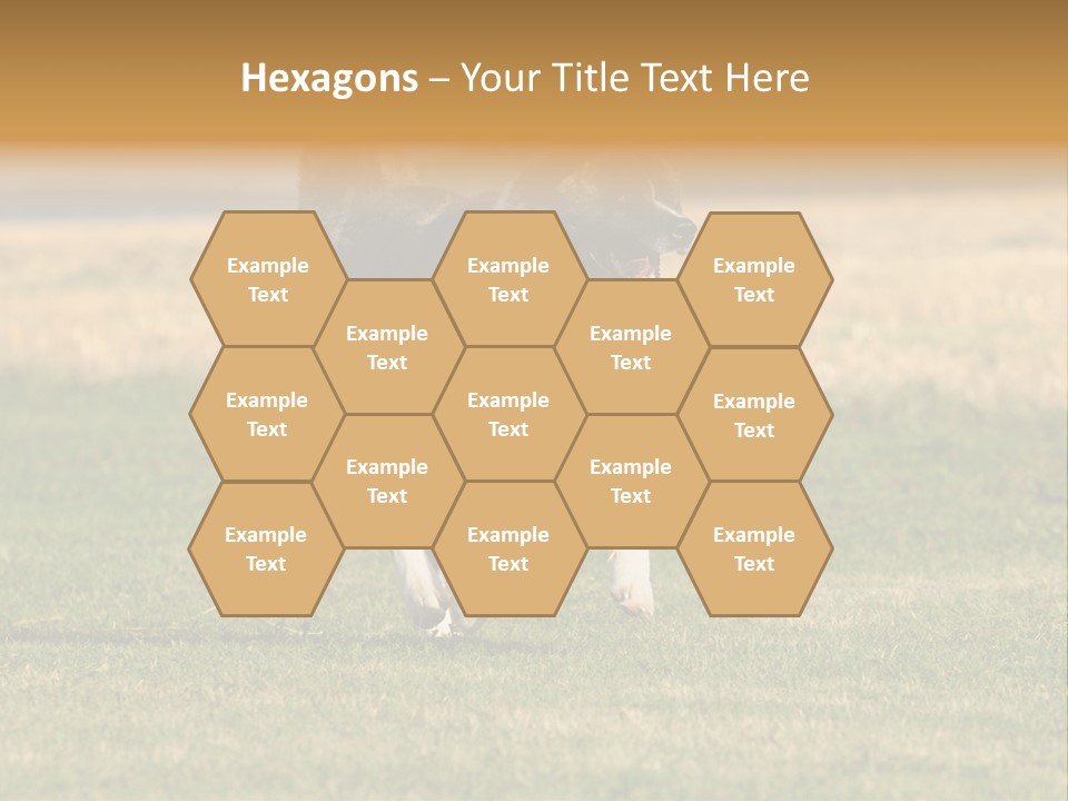 A Black And White Dog Running Across A Field PowerPoint Template