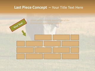 A Black And White Dog Running Across A Field PowerPoint Template