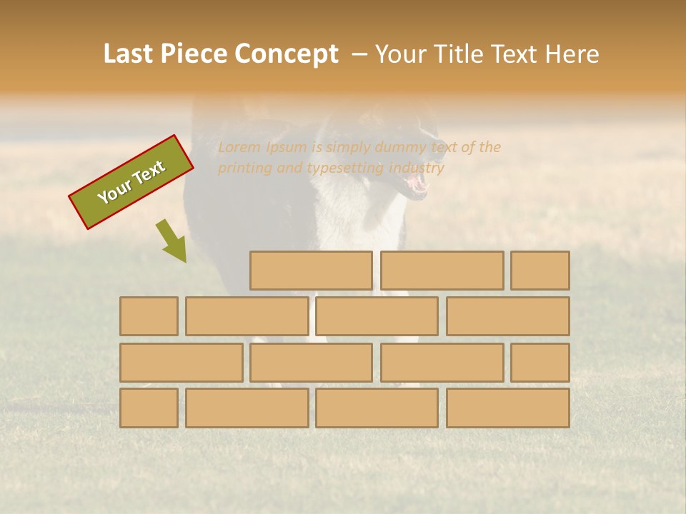 A Black And White Dog Running Across A Field PowerPoint Template