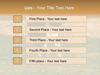 A Black And White Dog Running Across A Field PowerPoint Template
