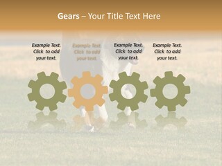 A Black And White Dog Running Across A Field PowerPoint Template