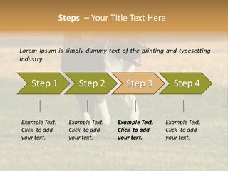 A Black And White Dog Running Across A Field PowerPoint Template