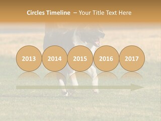 A Black And White Dog Running Across A Field PowerPoint Template