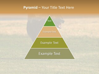 A Black And White Dog Running Across A Field PowerPoint Template