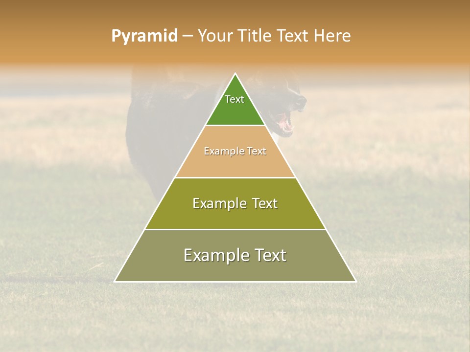 A Black And White Dog Running Across A Field PowerPoint Template