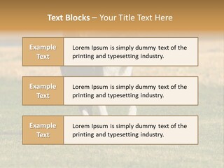 A Black And White Dog Running Across A Field PowerPoint Template