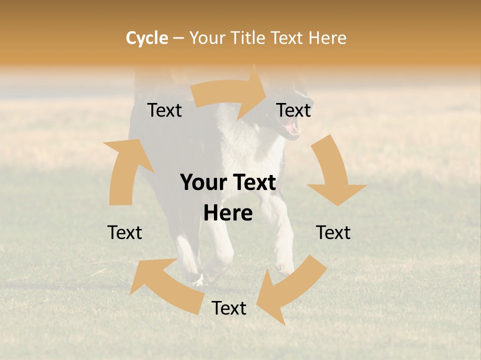 A Black And White Dog Running Across A Field PowerPoint Template