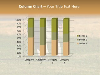 A Black And White Dog Running Across A Field PowerPoint Template