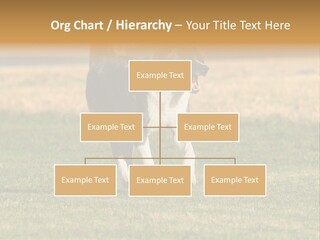 A Black And White Dog Running Across A Field PowerPoint Template