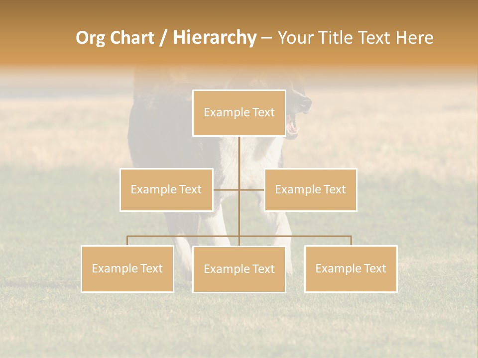 A Black And White Dog Running Across A Field PowerPoint Template