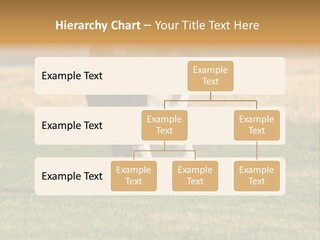 A Black And White Dog Running Across A Field PowerPoint Template