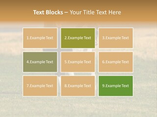 A Black And White Dog Running Across A Field PowerPoint Template