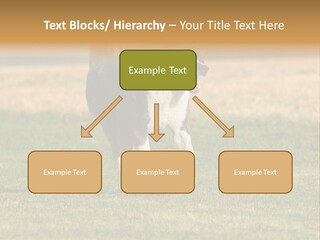 A Black And White Dog Running Across A Field PowerPoint Template