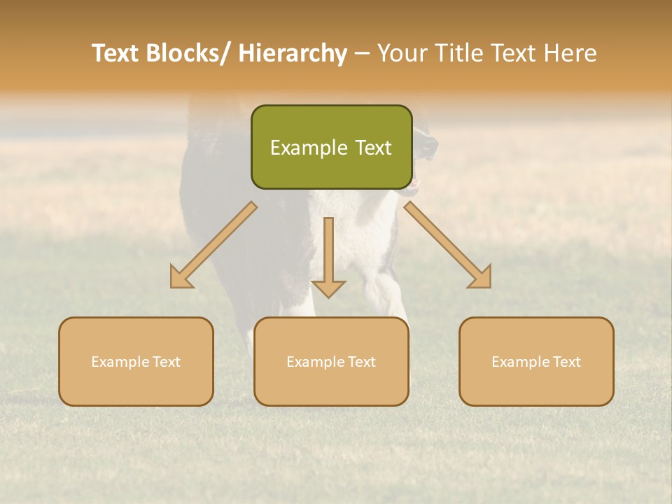 A Black And White Dog Running Across A Field PowerPoint Template