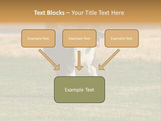 A Black And White Dog Running Across A Field PowerPoint Template
