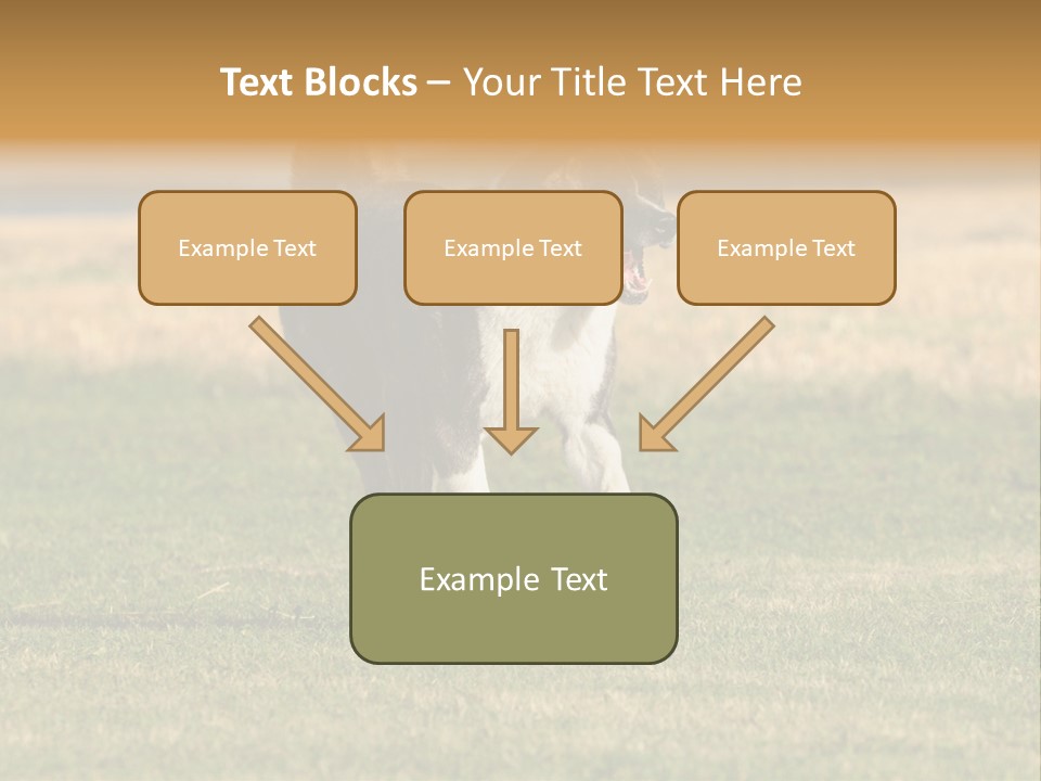 A Black And White Dog Running Across A Field PowerPoint Template
