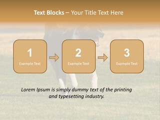 A Black And White Dog Running Across A Field PowerPoint Template