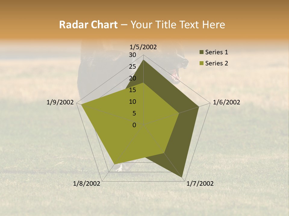 A Black And White Dog Running Across A Field PowerPoint Template