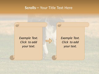 A Black And White Dog Running Across A Field PowerPoint Template