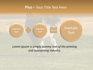 A Black And White Dog Running Across A Field PowerPoint Template