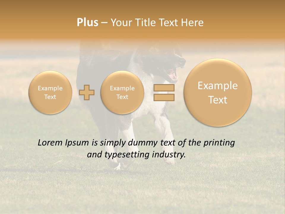 A Black And White Dog Running Across A Field PowerPoint Template