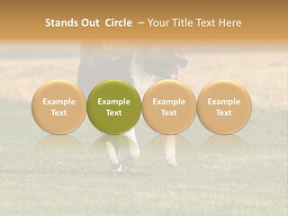 A Black And White Dog Running Across A Field PowerPoint Template