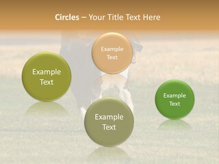 A Black And White Dog Running Across A Field PowerPoint Template