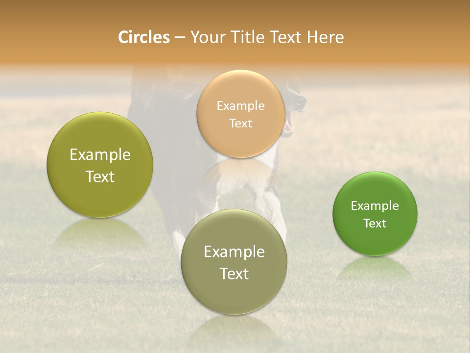 A Black And White Dog Running Across A Field PowerPoint Template