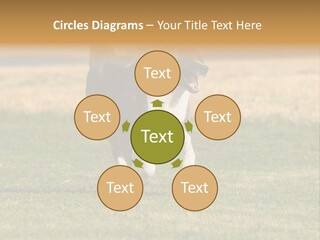 A Black And White Dog Running Across A Field PowerPoint Template