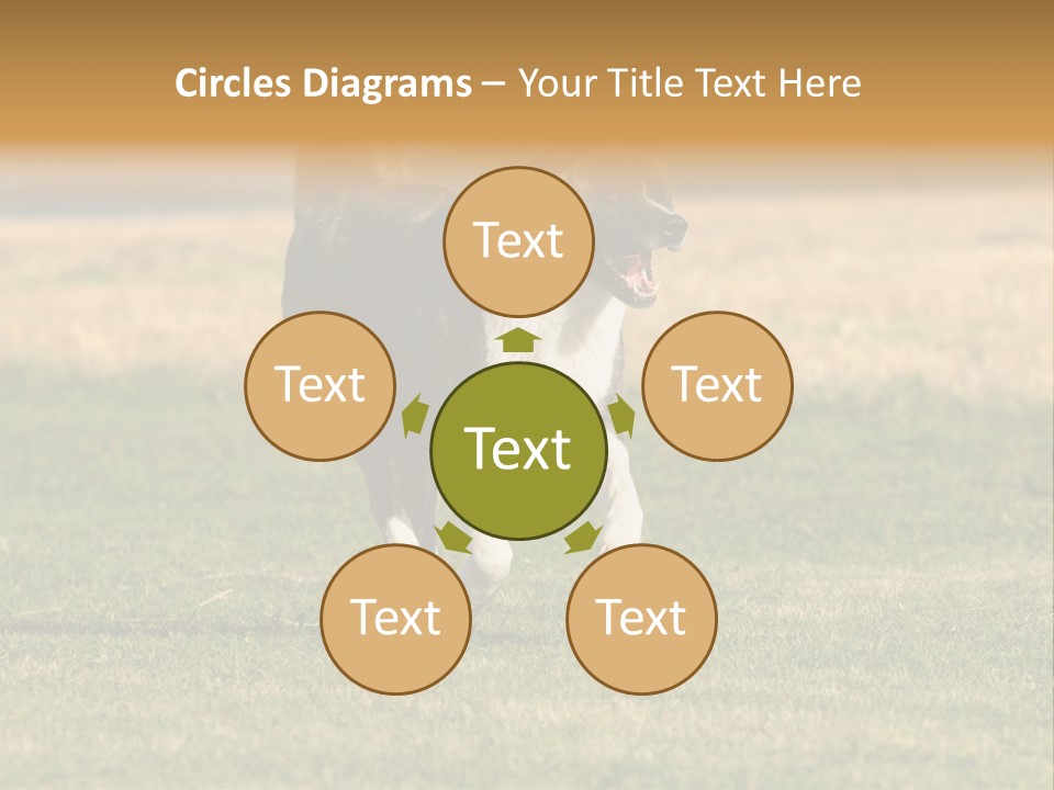 A Black And White Dog Running Across A Field PowerPoint Template