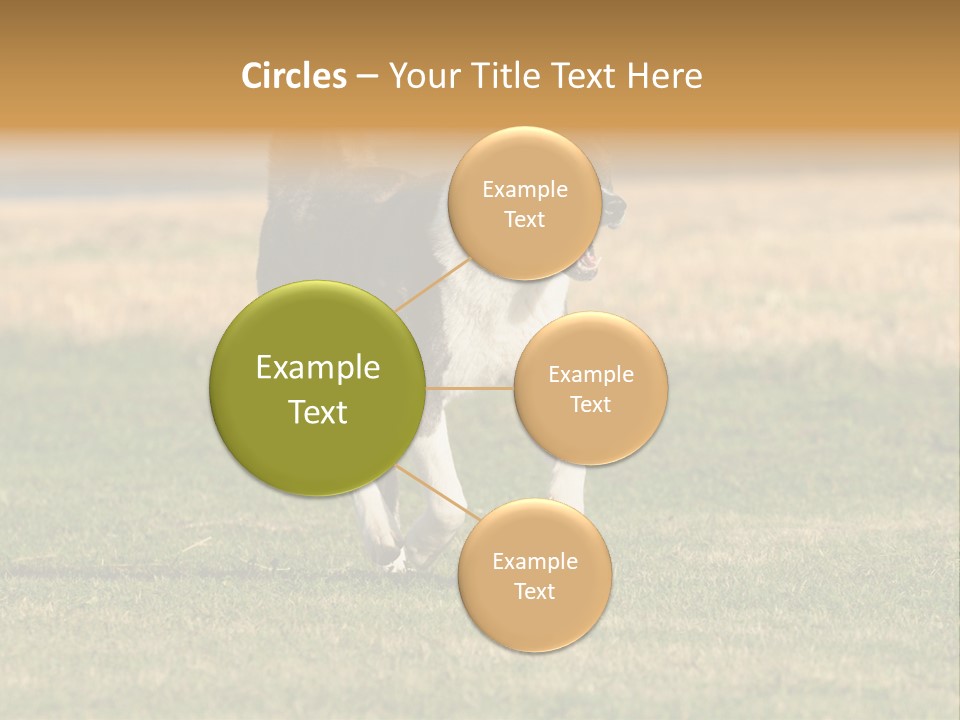 A Black And White Dog Running Across A Field PowerPoint Template