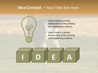 A Black And White Dog Running Across A Field PowerPoint Template