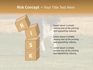 A Black And White Dog Running Across A Field PowerPoint Template