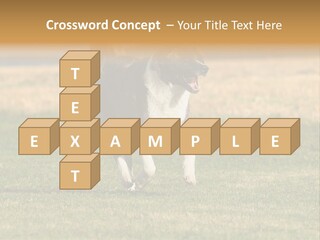 A Black And White Dog Running Across A Field PowerPoint Template