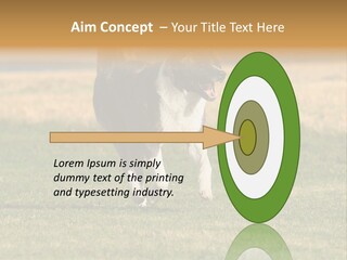 A Black And White Dog Running Across A Field PowerPoint Template