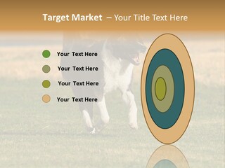 A Black And White Dog Running Across A Field PowerPoint Template