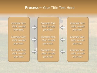 A Black And White Dog Running Across A Field PowerPoint Template